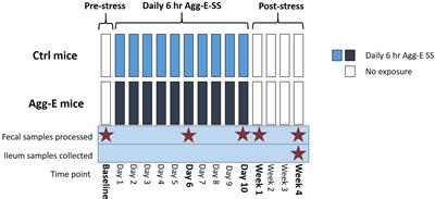 Acute and Delayed Effects of Stress Eliciting Post-Traumatic Stress-Like Disorder Differentially Alters Fecal Microbiota Composition in a Male Mouse Model